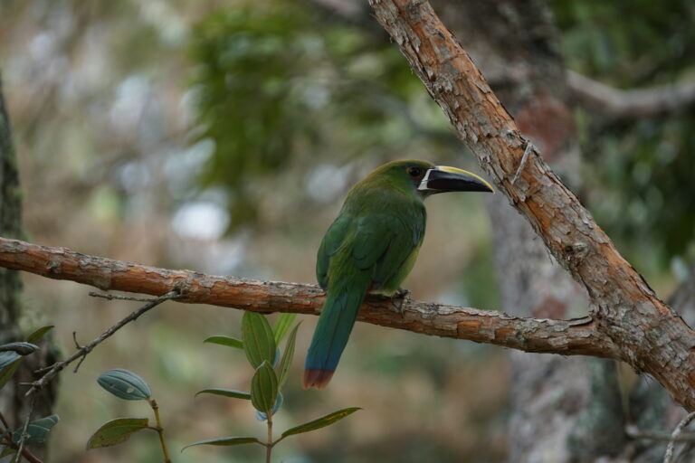 tucan in ayahuasca retreat in Medellin DMT