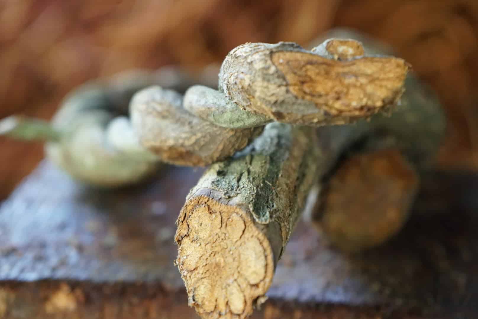What is ayahuasca