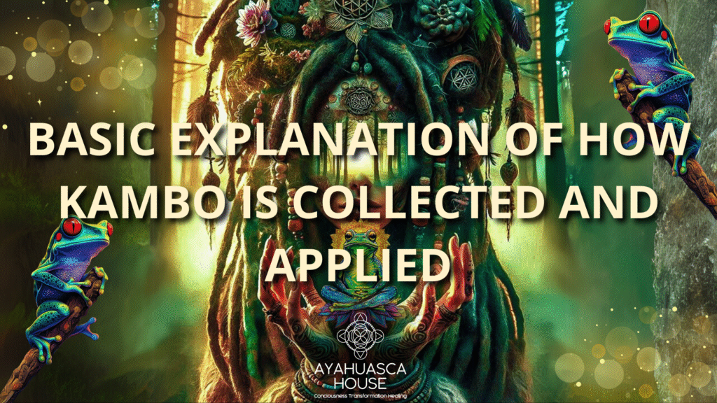 How Kambo is Collected and Applied